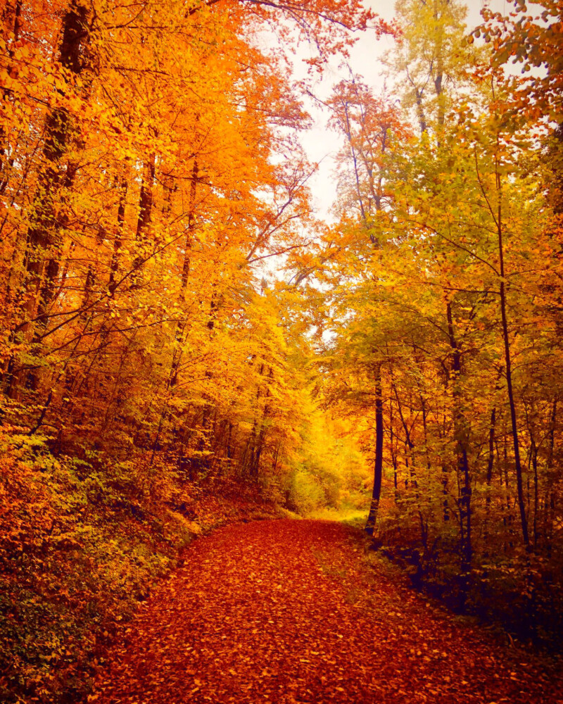 Location Black Forest Academy location-black-forest-academy